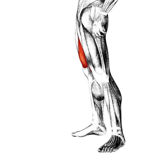 Adductor longus menselijke bovenbenen — Stockfoto