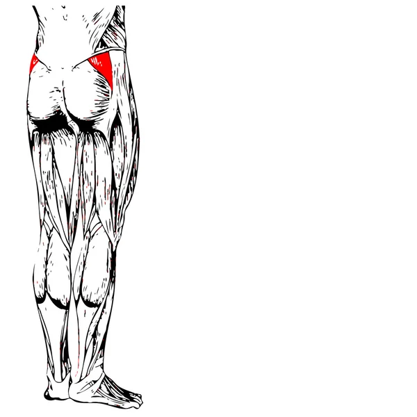 Anatomia conceitual das pernas superiores humanas — Fotografia de Stock