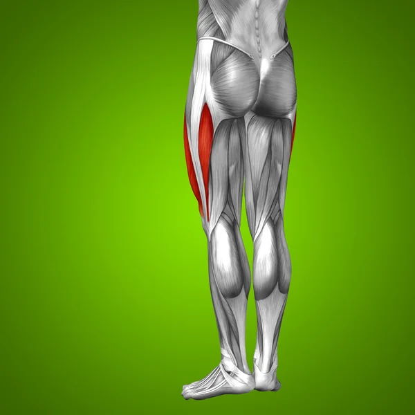 Anatomía de las piernas superiores — Foto de Stock