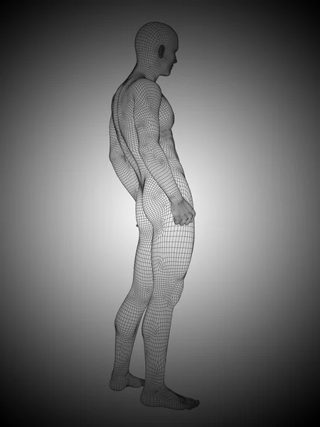 Wireframe anatomia masculina — Fotografia de Stock