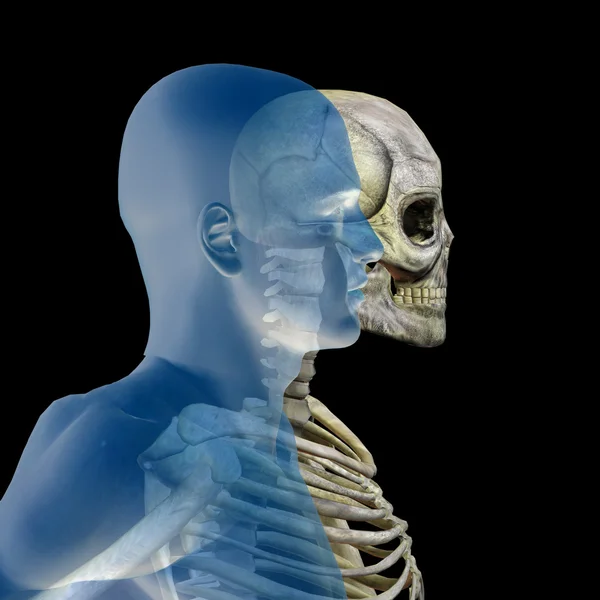 Ανθρώπινη ανατομία με οστά — Φωτογραφία Αρχείου