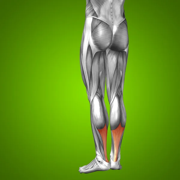 Lower legs anatomy — Stock Photo, Image