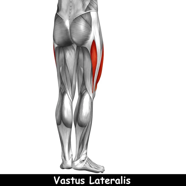 Bovenkant van de benen anatomie — Stockfoto