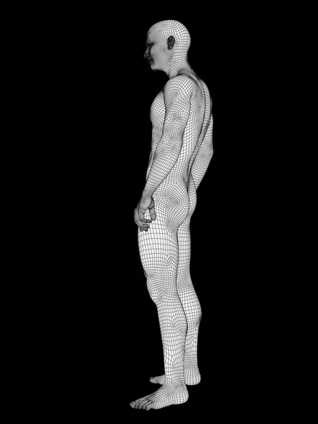 Mužské anatomii vyrobené z bílých drátěný — Stock fotografie