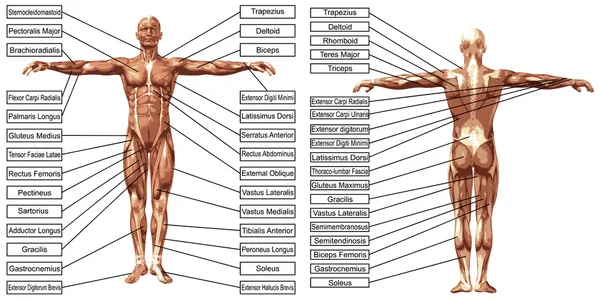 Insan anatomisi ve kas metin — Stok fotoğraf