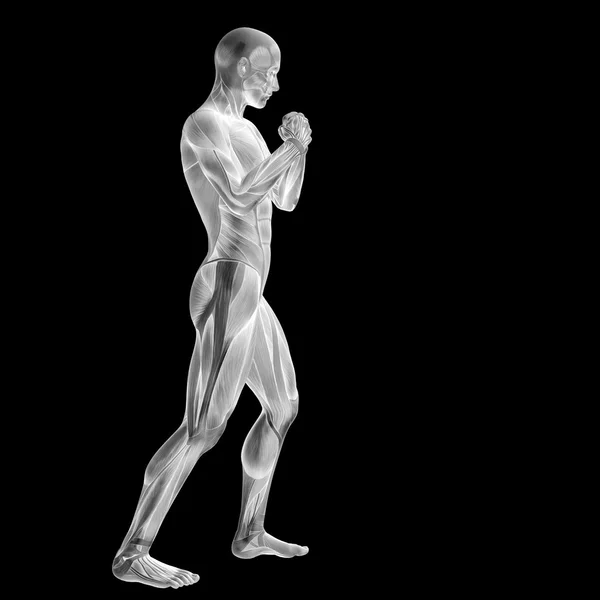 Umano, uomo con i muscoli — Foto Stock