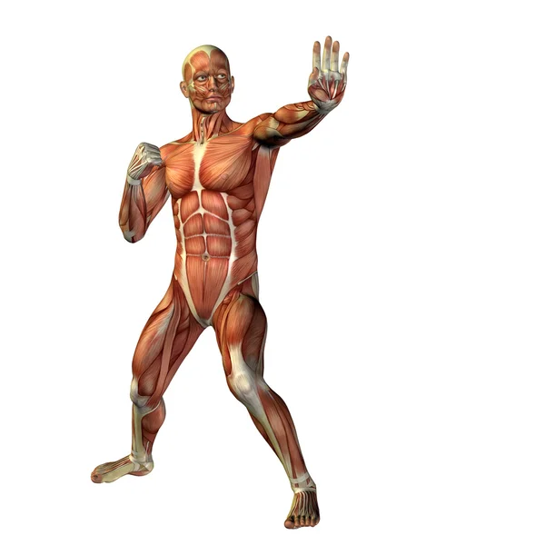 Man with muscles for anatomy designs. — Stock Photo, Image