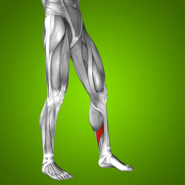 Lower legs anatomy — Stock Photo, Image