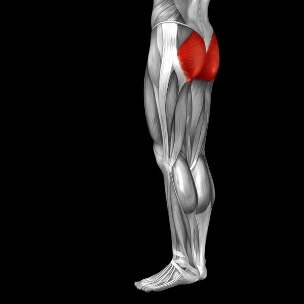 Human upper legs anatomy and muscles — Φωτογραφία Αρχείου