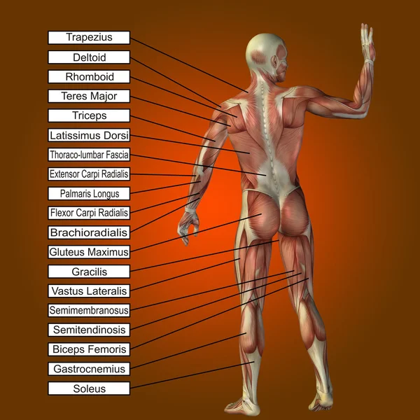 Uomo con muscoli e testo — Foto Stock