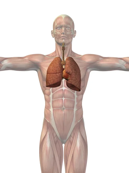 Human  respiratory system — Stock Photo, Image