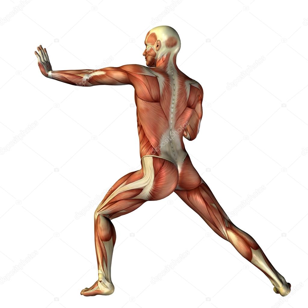 man with muscles for anatomy designs.