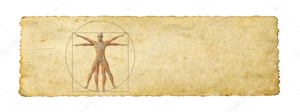 vitruvian human body 