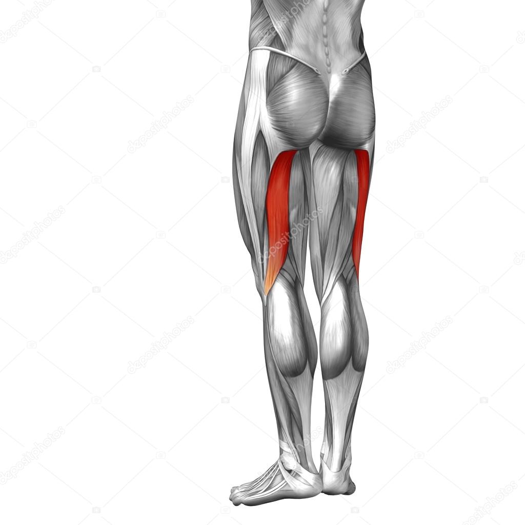 upper legs anatomy