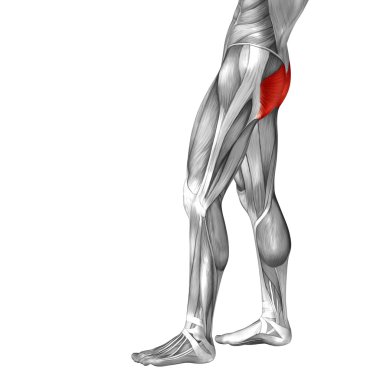 kavramsal üst bacaklar anatomisi 