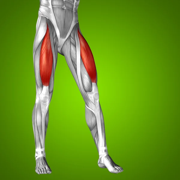 Верхній частині ніг Анатомія — стокове фото