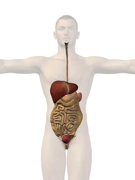 Human  digestive system — Stock Photo, Image