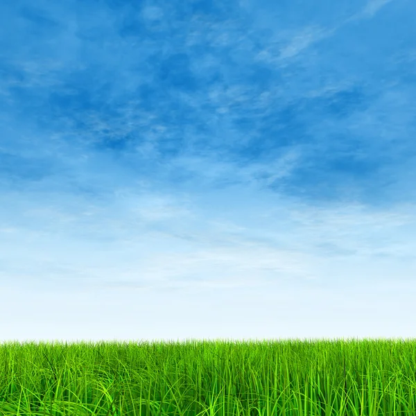 Fresh and natural grass field — Stock Photo, Image