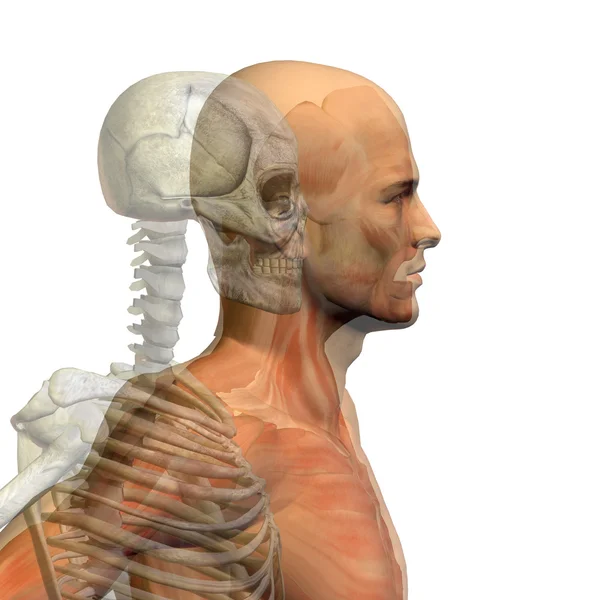 Anatomía conceptual con huesos — Foto de Stock