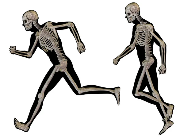 Мужчины с мускулами и скелетами — стоковое фото