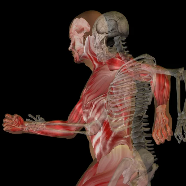 Anatomia conceitual com ossos — Fotografia de Stock