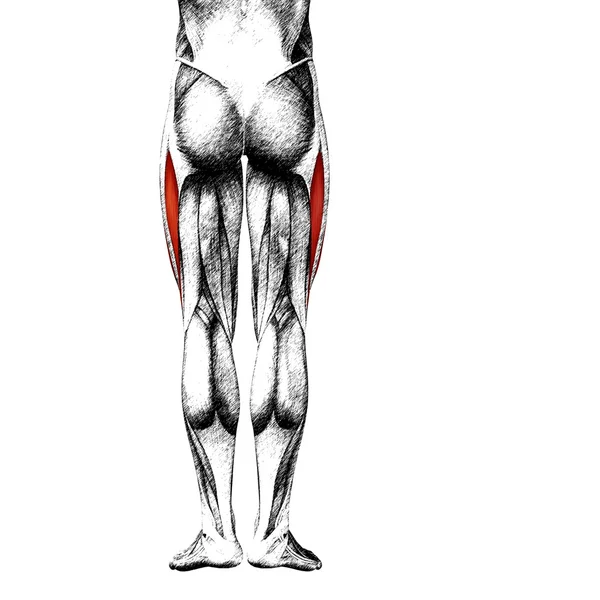 Людського верхній частині ніг — стокове фото