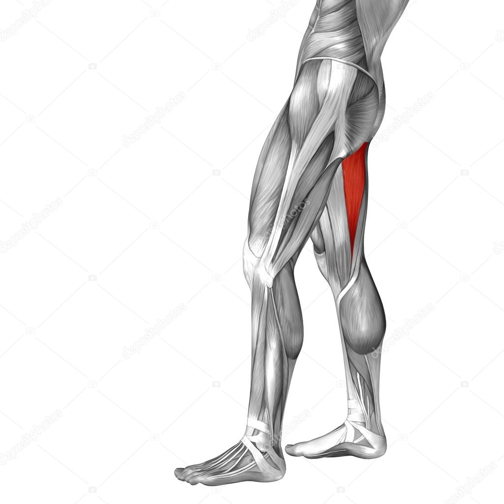 conceptual  upper legs anatomy 