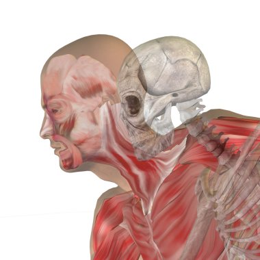  kemikler ile kavramsal anatomisi 