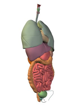 İç göğüs organları 