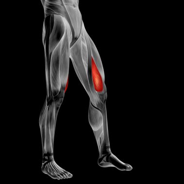 insan üst bacaklar anatomisi 