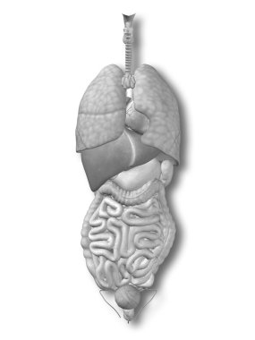 İç göğüs organları 