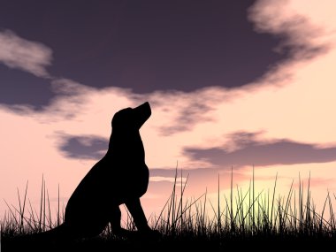  güzel siyah şirin köpek siluet 