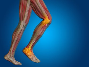 ortak ya da eklem ağrısı