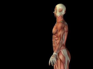 kavramsal stong insan