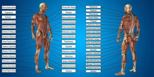 Menselijke man anatomie — Stockfoto