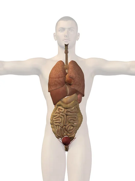 İnsan yapısı iç organları ile — Stok fotoğraf