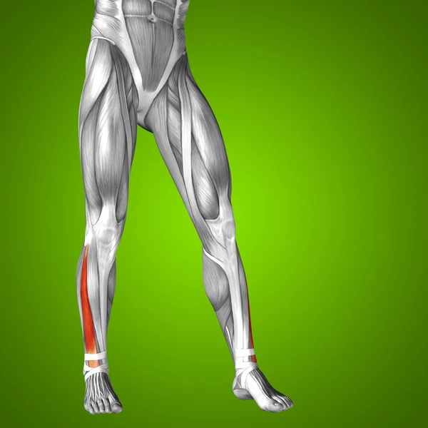 Anatomía de las piernas inferiores — Foto de Stock