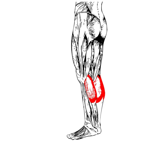 腿部解剖和肌肉 — 图库照片