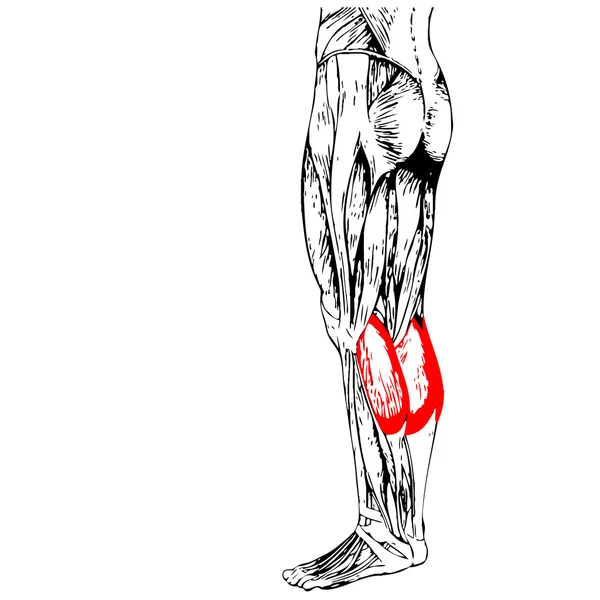 Anatomia das pernas e músculos — Fotografia de Stock