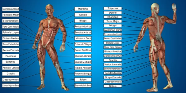 Anatomía del hombre humano — Foto de Stock
