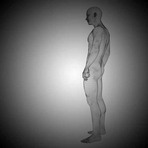 Uomo anatomia in piedi — Foto Stock