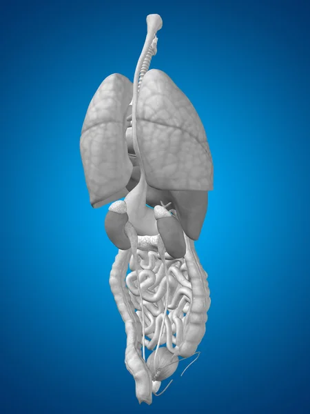 Órgãos internos do tórax — Fotografia de Stock