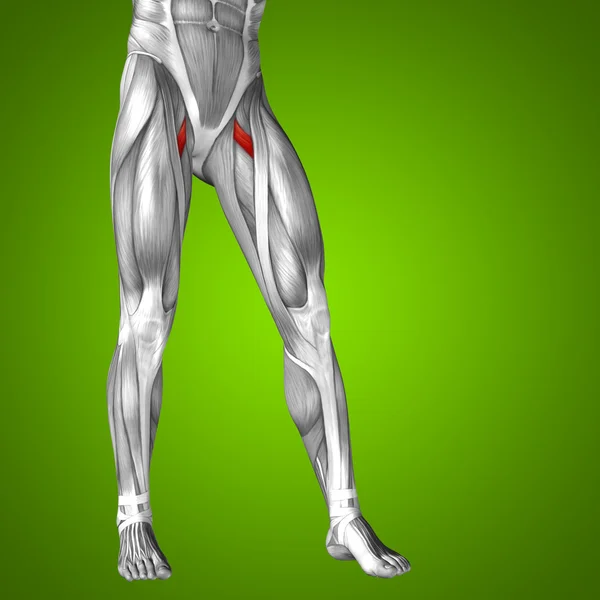Üst bacaklar anatomisi — Stok fotoğraf