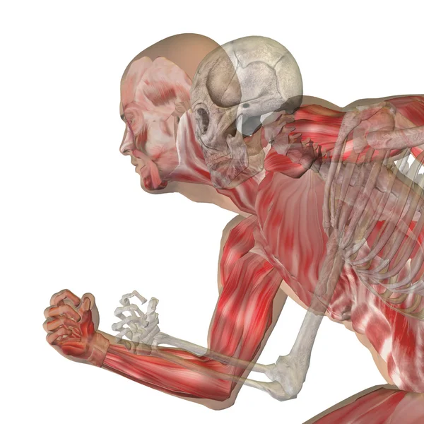 Konzeptuelle Anatomie mit Knochen — Stockfoto