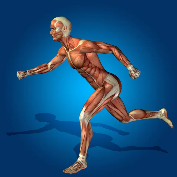强人体肌肉 — 图库照片