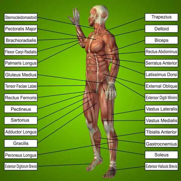 Άνθρωπος με τους μυς και κείμενο — Φωτογραφία Αρχείου