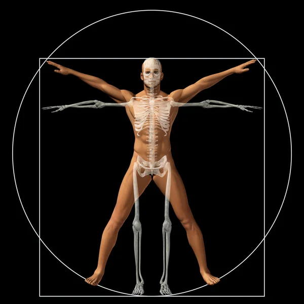 Corpo anatomia proporção — Fotografia de Stock