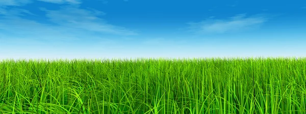 Natural grass field — Stock Photo, Image