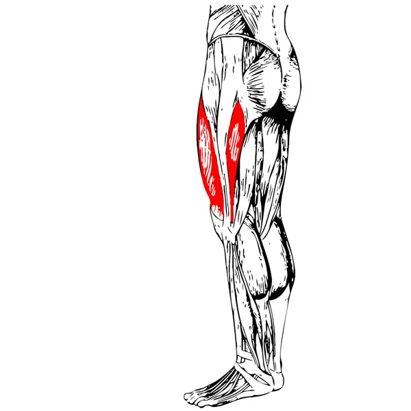 人类的大腿 — 图库照片