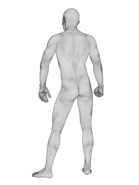 Human male anatomy — Stock Photo, Image